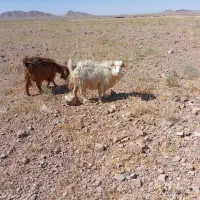 بز جوان