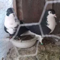 کبوتر|پرنده|قائم‌شهر, |دیوار