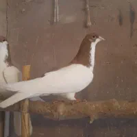 سیاپوش جفتی پرشی کفتر