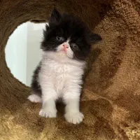 ‌پرشین نر و ماده