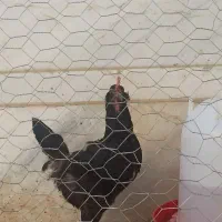 مرغ وخروس