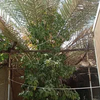 خانه اجاره ای گنبه ای