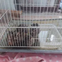 بلدرچین