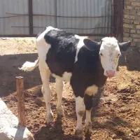 گوساله ماده سیمینتال