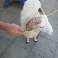 ۳تانربرانذرقربانی