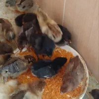 جوجه فروشی