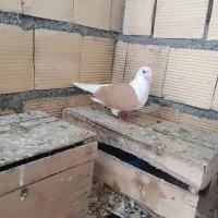 کبوتر پرنده