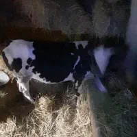 گوساله ۱۸ ماهه