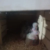 بچه عروس هلندی