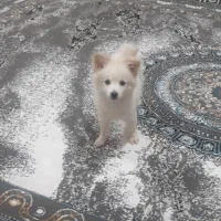 واگذاری سگ روباهی