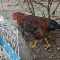 خروس فروشی