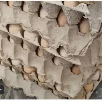 تخم نطفه دار کوشین ،آمورک.برهما