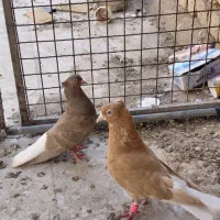 کفتر دم سفید