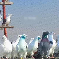 حاصل یک عمر زحمت
