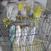 مرغ عشق