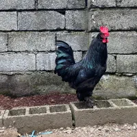 خروس سیاه مرندی