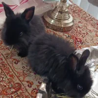 خرگوش پر انرژی و سالم
