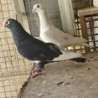 دوتا نر دورگ