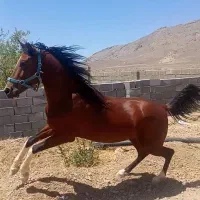 نریون