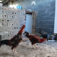 مرغ خروس لاری