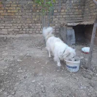 سگ اشپیتر