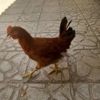 مرغ وخروس