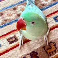 شاه طوطی ۱۵ ماهه