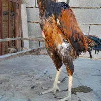 خروس لاری جوجه لاری