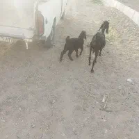 بز کهره