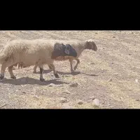 گوسفند
