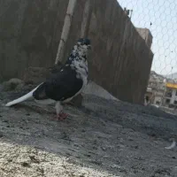 کفتر پرشی شمرونی همه ساعت بالا