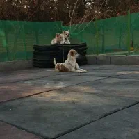 استخدام کمک مربی سگ آموزش و استخدام
