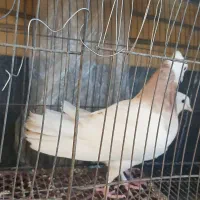 جفت طوقی