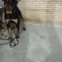 روتوایلر نر کشش