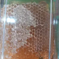 عسل خالص با موم