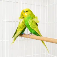 مرغ عشق پروانه ای اسپانگل