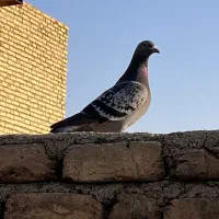 برای عضویت پیوی