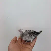 جوجه سرلاکی عروس هلندی