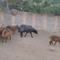 قوچ ژندار