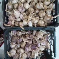 سیر درجه یک گوگان