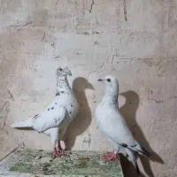 هم پرشی هم جفگاه