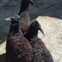 بره سیاه کبود ۳رس ماله داشتی قیمت مفت وبزغاله نره