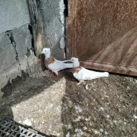 طوقی|پرنده|کلاله, |دیوار