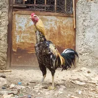 دو عدد خروس لاری قیمت مناسب