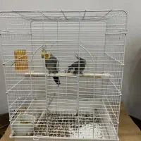 عروس هلندی