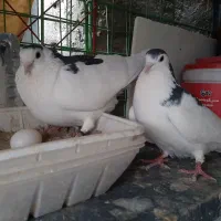 یک جفت دمگیر دولا گلپنبه ای با تخم و جوجه