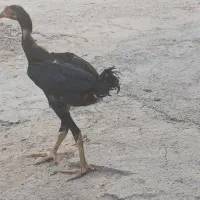 مشکی