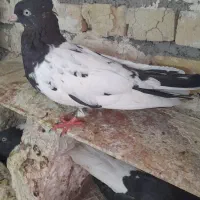 فروش چندعددکبوتر