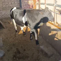 گوساله نر