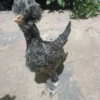 معاوضه با مرغ لاری.شاباد